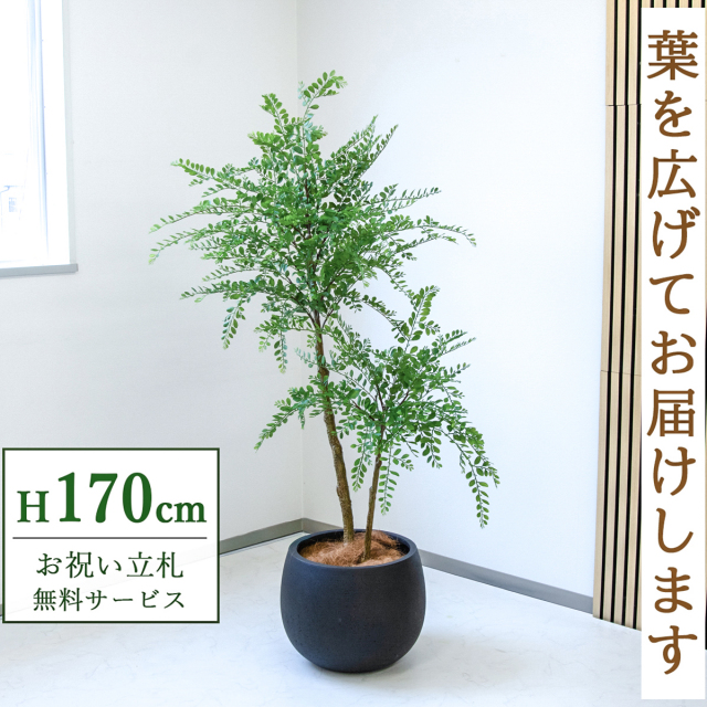 【すぐ飾れる】 フェイクグリーン トネリコ 170cm  大型 鉢付き / 法人・開店祝い 店舗・オフィス装飾 空間演出 立札無料・造花/PG1013-D42BK