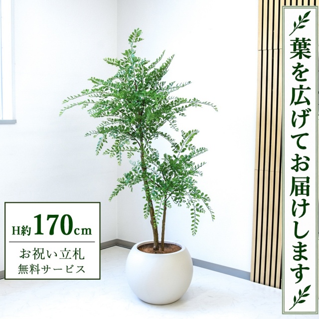 【すぐ飾れる】 フェイクグリーン トネリコ H約170cm 大型 鉢付き / 法人・開店祝い 店舗・オフィス装飾 空間演出 立札無料・造花/PG1013-ROM43IV