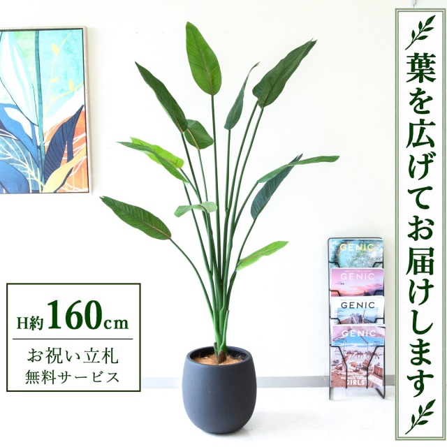 【すぐ飾れる】 フェイクグリーン ストレチア H約160cm 鉢付き / 法人・開店祝い 店舗・オフィス装飾 空間演出 立札無料・造花/PG122-BAL30BK