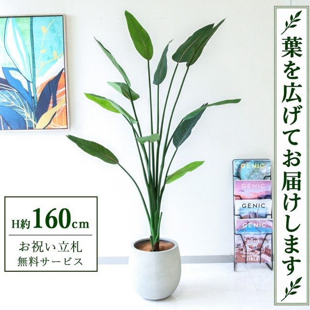 【すぐ飾れる】 フェイクグリーン ストレチア H約160cm 鉢付き / 法人・開店祝い 店舗・オフィス装飾 空間演出 立札無料・造花/PG122-BAL30IV