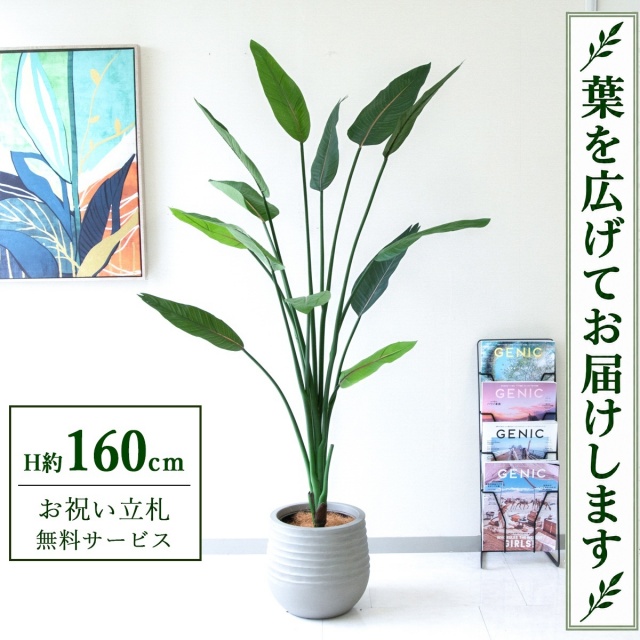 【すぐ飾れる】 フェイクグリーン ストレチア H約160cm 鉢付き / 法人・開店祝い 店舗・オフィス装飾 空間演出 立札無料・造花/PG122-J30