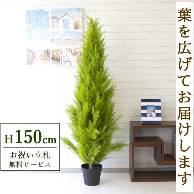 【すぐ飾れる】 フェイクグリーン ゴールドクレスト 150cm 鉢付き / 法人・開店祝い 店舗・オフィス装飾 空間演出 立札無料・造花/PG140