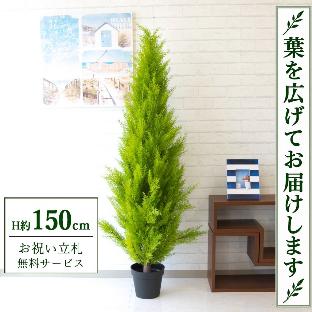 【すぐ飾れる】 フェイクグリーン ゴールドクレスト H約150cm 鉢付き / 法人・開店祝い 店舗・オフィス装飾 空間演出 立札無料・造花/PG140