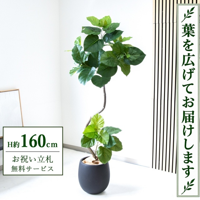 【すぐ飾れる】 フェイクグリーン フィカス ウンベラータ H約160cm 鉢付き / 法人・開店祝い 店舗・オフィス装飾 空間演出 立札無料・造花/PG150-BAL30BK