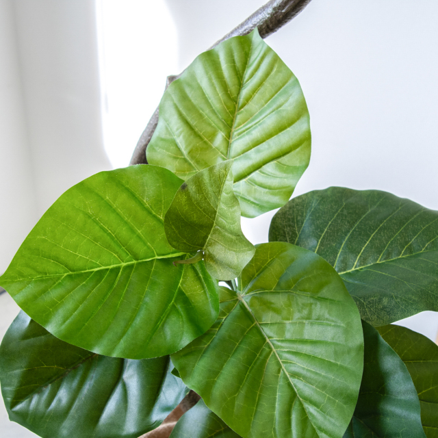 人工 観葉植物 フェイク グリーン ツイストウンベラータ H約160cm 店舗