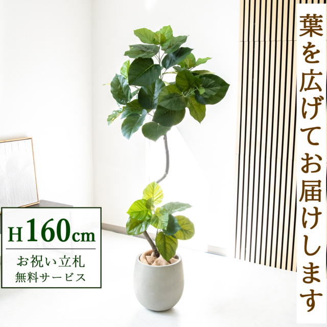 【すぐ飾れる】 フェイクグリーン フィカス ウンベラータ 160cm 鉢付き / 法人・開店祝い 店舗・オフィス装飾 空間演出 立札無料・造花/PG150-BAL30IV