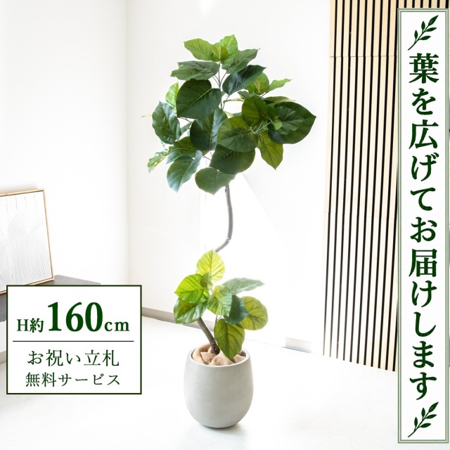 【すぐ飾れる】 フェイクグリーン フィカス ウンベラータ H約160cm 鉢付き / 法人・開店祝い 店舗・オフィス装飾 空間演出 立札無料・造花/PG150-BAL30IV