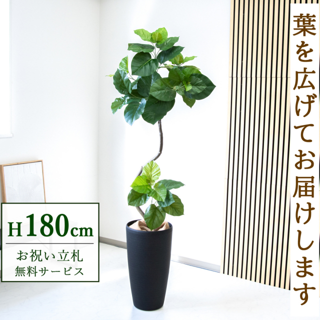 【すぐ飾れる】 フェイクグリーン フィカス ウンベラータ 180cm 大型 鉢付き / 法人・開店祝い 店舗・オフィス装飾 空間演出 立札無料・造花/PG150-ZAG32BK