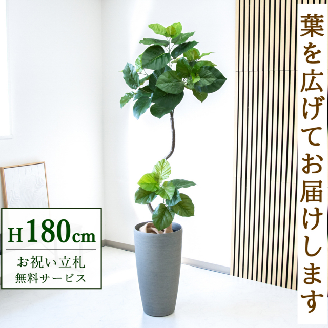 【すぐ飾れる】 フェイクグリーン フィカス ウンベラータ 180cm 大型 鉢付き / 法人・開店祝い 店舗・オフィス装飾 空間演出 立札無料・造花/PG150-ZAG32GY