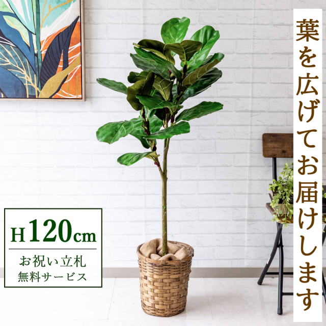 【すぐ飾れる】 フェイクグリーン カシワバ 120cm 鉢付き / 法人・開店祝い 店舗・オフィス装飾 空間演出 立札無料・造花/PG168-S24