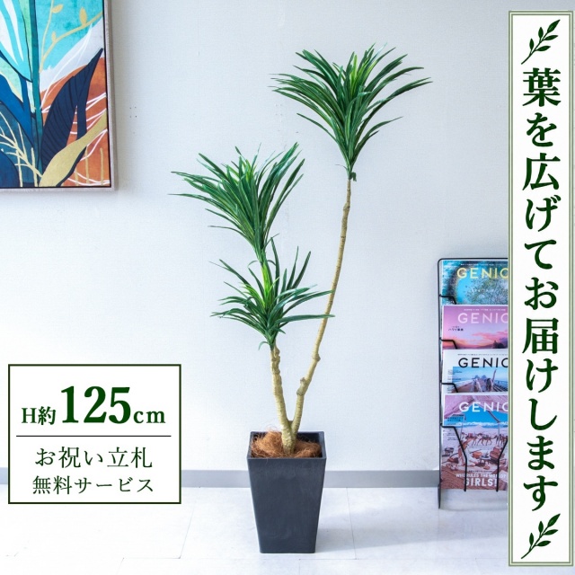 【すぐ飾れる】 フェイクグリーン ドラセナ H約125cm 鉢付き / 法人・開店祝い 店舗・オフィス装飾 空間演出 立札無料・造花/PG173-Q20BK