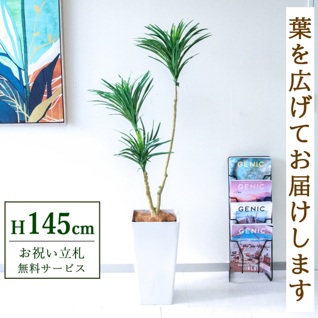 【すぐ飾れる】 フェイクグリーン ドラセナ 145cm 鉢付き / 法人・開店祝い 店舗・オフィス装飾 空間演出 立札無料・造花/PG173-Q25WH