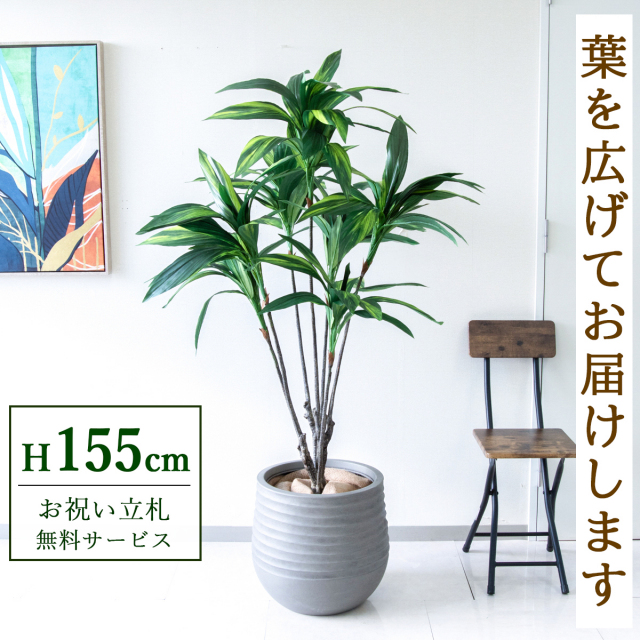 【すぐ飾れる】 フェイクグリーン ハランスタイル 155cm 鉢付き / 法人・開店祝い 店舗・オフィス装飾 空間演出 立札無料・造花/PG179-J40