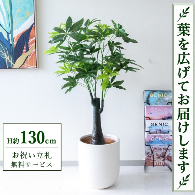 【すぐ飾れる】 フェイクグリーン パキラトランク H約130cm 鉢付き / 法人・開店祝い 店舗・オフィス装飾 空間演出 立札無料・造花/PG181-CHC33IV