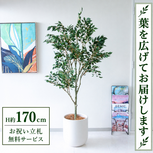 【すぐ飾れる】 フェイクグリーン フィカス ベンジャミン H約170cm 大型 鉢付き / 法人・開店祝い 店舗・オフィス装飾 空間演出 立札無料・造花/PG186-CHC33IV
