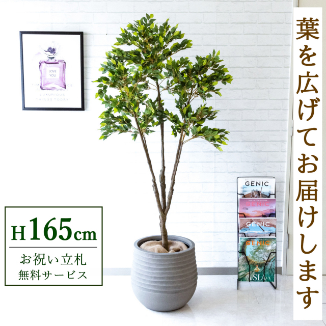 【すぐ飾れる】 フェイクグリーン フィカス ベンジャミン 165cm 鉢付き / 法人・開店祝い 店舗・オフィス装飾 空間演出 立札無料・造花/PG187-J40