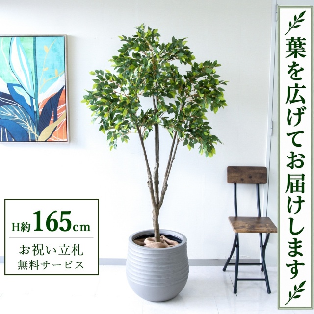 【すぐ飾れる】 フェイクグリーン フィカス ベンジャミン H約165cm 鉢付き / 法人・開店祝い 店舗・オフィス装飾 空間演出 立札無料・造花/PG187-J40