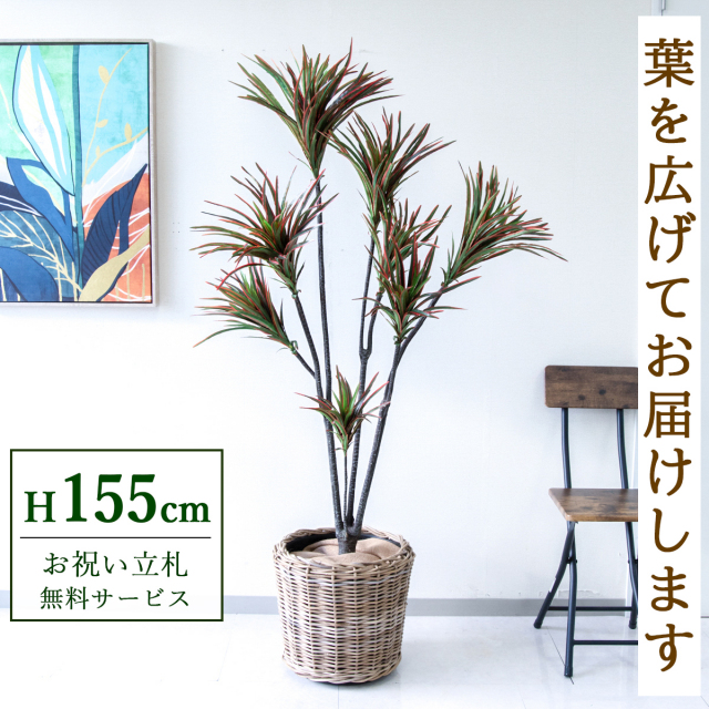 【すぐ飾れる】 フェイクグリーン ドラセナコンシネ 155cm 鉢付き / 法人・開店祝い 店舗・オフィス装飾 空間演出 立札無料・造花/PG191-N37