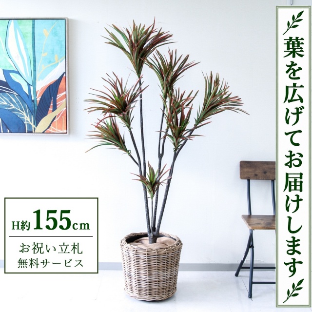 【すぐ飾れる】 フェイクグリーン ドラセナコンシネ H約155cm 鉢付き / 法人・開店祝い 店舗・オフィス装飾 空間演出 立札無料・造花/PG191-N37