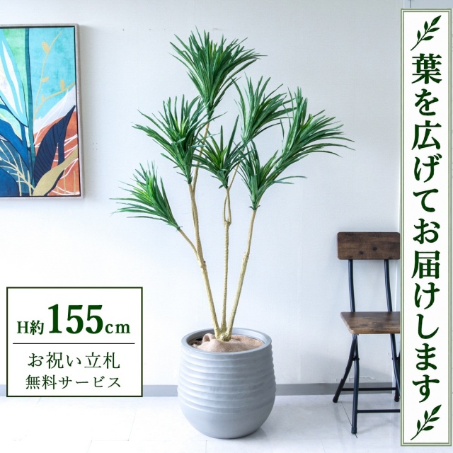 【すぐ飾れる】 フェイクグリーン ドラセナコンシネ H約155cm 鉢付き / 法人・開店祝い 店舗・オフィス装飾 空間演出 立札無料・造花/PG195-J40