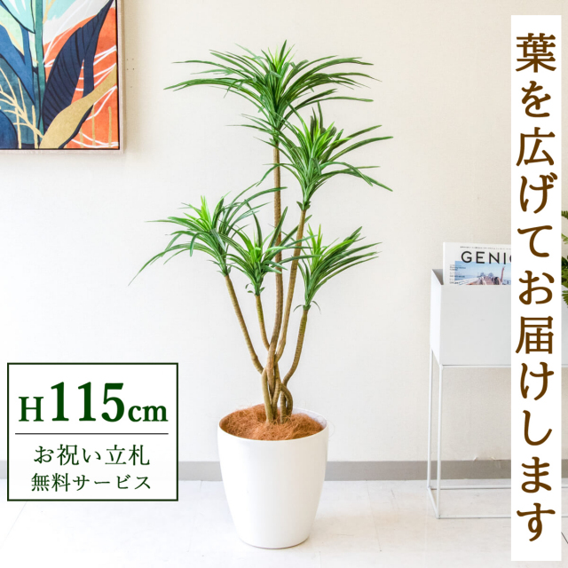 【すぐ飾れる】 フェイクグリーン ユッカ 115cm 鉢付き / 法人・開店祝い 店舗・オフィス装飾 空間演出 立札無料・造花/PG198-A265WH