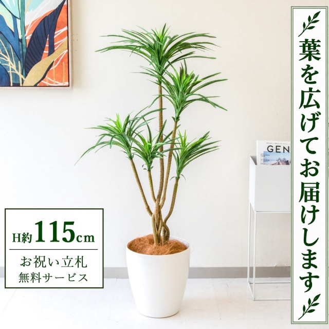 【すぐ飾れる】 フェイクグリーン ユッカ H約115cm 鉢付き / 法人・開店祝い 店舗・オフィス装飾 空間演出 立札無料・造花/PG198-A265WH