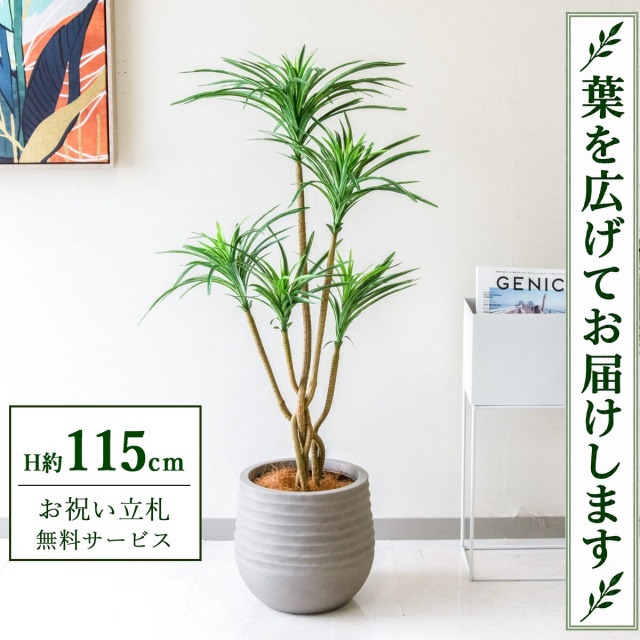 【すぐ飾れる】 フェイクグリーン ユッカ H約115cm 鉢付き / 法人・開店祝い 店舗・オフィス装飾 空間演出 立札無料・造花/PG198-J30