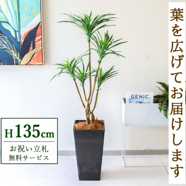 【すぐ飾れる】 フェイクグリーン ユッカ 135cm 鉢付き / 法人・開店祝い 店舗・オフィス装飾 空間演出 立札無料・造花/PG198-Q25BK