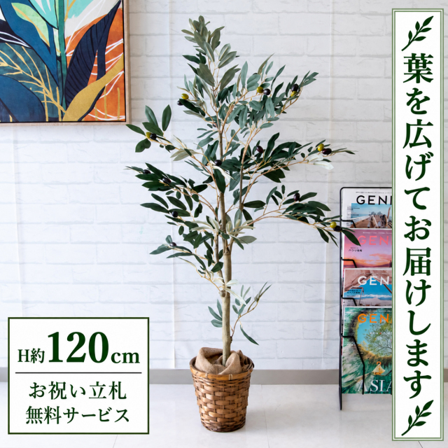 【すぐ飾れる】 フェイクグリーン オリーブ H約120cm 鉢付き / 法人・開店祝い 店舗・オフィス装飾 空間演出 立札無料・造花/PG202-S18