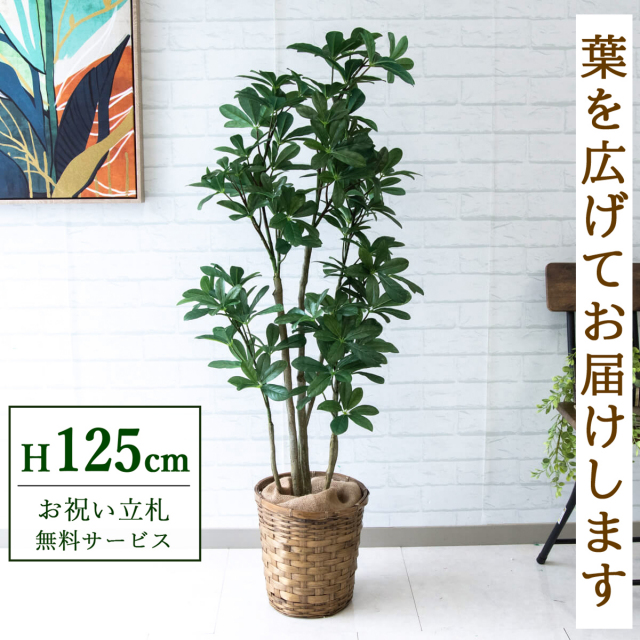 【すぐ飾れる】 フェイクグリーン シェフレラ カポック 125cm 鉢付き / 法人・開店祝い 店舗・オフィス装飾 空間演出 立札無料・造花/PG204-S24