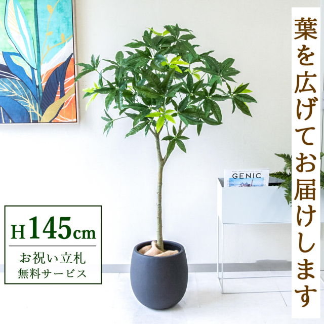 【すぐ飾れる】 フェイクグリーン パキラ 145cm 鉢付き / 法人・開店祝い 店舗・オフィス装飾 空間演出 立札無料・造花/PG205-BAL30BK