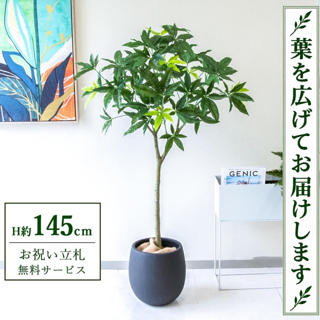 【すぐ飾れる】 フェイクグリーン パキラ H約145cm 鉢付き / 法人・開店祝い 店舗・オフィス装飾 空間演出 立札無料・造花/PG205-BAL30BK