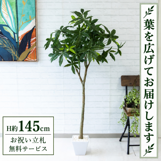【すぐ飾れる】 フェイクグリーン パキラ H約145cm 鉢付き / 法人・開店祝い 店舗・オフィス装飾 空間演出 立札無料・造花/PG205