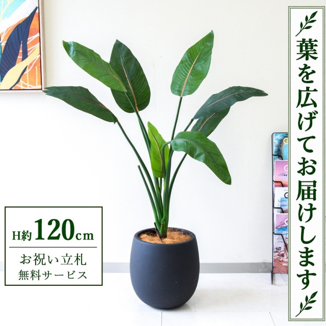 【すぐ飾れる】 フェイクグリーン ストレチア H約120cm 鉢付き / 法人・開店祝い 店舗・オフィス装飾 空間演出 立札無料・造花/PG207-BAL30BK