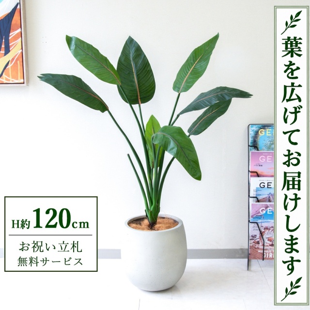 【すぐ飾れる】 フェイクグリーン ストレチア H約120cm 鉢付き / 法人・開店祝い 店舗・オフィス装飾 空間演出 立札無料・造花/PG207-BAL30IV
