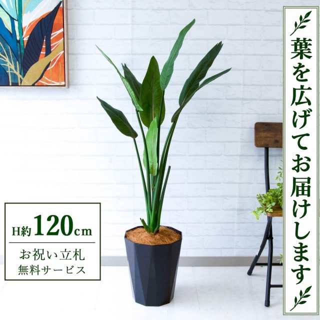 【すぐ飾れる】 フェイクグリーン ストレチア H約120cm 鉢付き / 法人・開店祝い 店舗・オフィス装飾 空間演出 立札無料・造花/PG207-C240BK