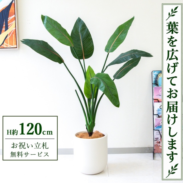 【すぐ飾れる】 フェイクグリーン ストレチア H約120cm 鉢付き / 法人・開店祝い 店舗・オフィス装飾 空間演出 立札無料・造花/PG207-CHC25IV