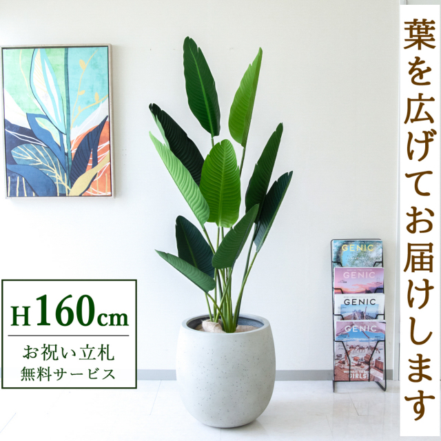 【すぐ飾れる】 フェイクグリーン オーガスタ 160cm  鉢付き / 法人・開店祝い 店舗・オフィス装飾 空間演出 立札無料・造花/PG208-BAL42IV