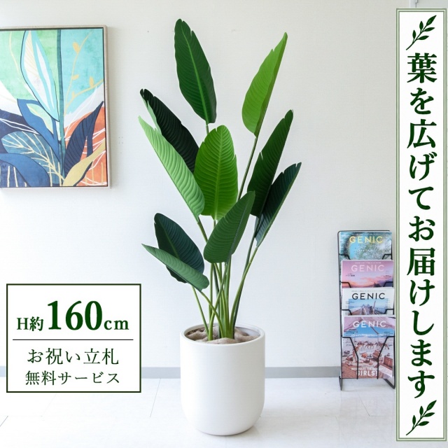 【すぐ飾れる】 フェイクグリーン オーガスタ H約160cm 鉢付き / 法人・開店祝い 店舗・オフィス装飾 空間演出 立札無料・造花/PG208-CHC33IV