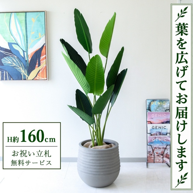 【すぐ飾れる】 フェイクグリーン オーガスタ H約160cm 鉢付き / 法人・開店祝い 店舗・オフィス装飾 空間演出 立札無料・造花/PG208-J40