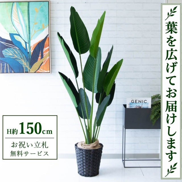 【すぐ飾れる】 フェイクグリーン オーガスタ H約150cm 鉢付き / 法人・開店祝い 店舗・オフィス装飾 空間演出 立札無料・造花/PG208-MEL26DB