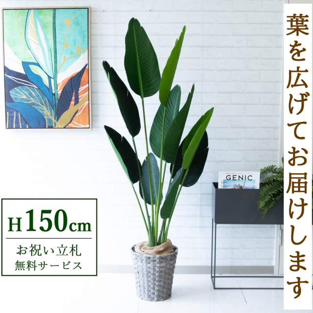 【すぐ飾れる】 フェイクグリーン オーガスタ 150cm 鉢付き / 法人・開店祝い 店舗・オフィス装飾 空間演出 立札無料・造花/PG208-MEL26GY