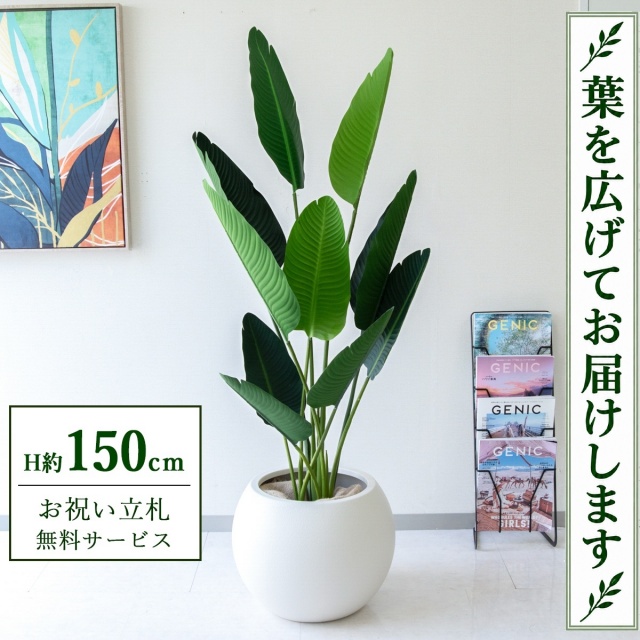 【すぐ飾れる】 フェイクグリーン オーガスタ H約150cm 鉢付き / 法人・開店祝い 店舗・オフィス装飾 空間演出 立札無料・造花/PG208-ROM43IV