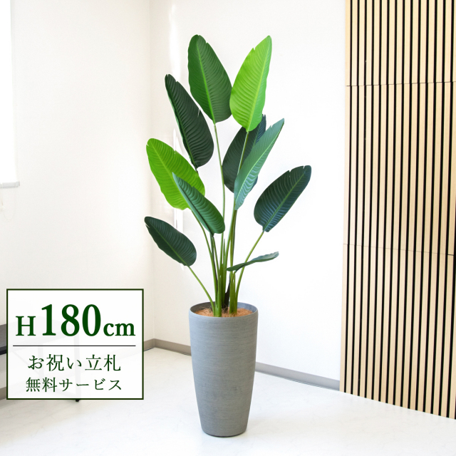 【すぐ飾れる】 フェイクグリーン オーガスタ 180cm  大型 鉢付き / 法人・開店祝い 店舗・オフィス装飾 空間演出 立札無料・造花/PG208-ZAG32GY