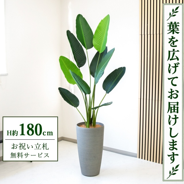 【すぐ飾れる】 フェイクグリーン オーガスタ H約180cm 大型 鉢付き / 法人・開店祝い 店舗・オフィス装飾 空間演出 立札無料・造花/PG208-ZAG32GY