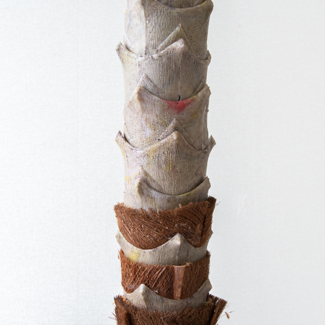 ☆日本製☆☆☆フェイクグリーン フェニックス 2.1（組立式） 高さ2.1m 光触媒 光の楽園 フェニックス 2.1m【インテリア フェイク