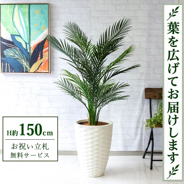 【すぐ飾れる】 フェイクグリーン アレカパーム H約150cm 鉢付き / 法人・開店祝い 店舗・オフィス装飾 空間演出 立札無料・造花/PG215-ZRH35WH