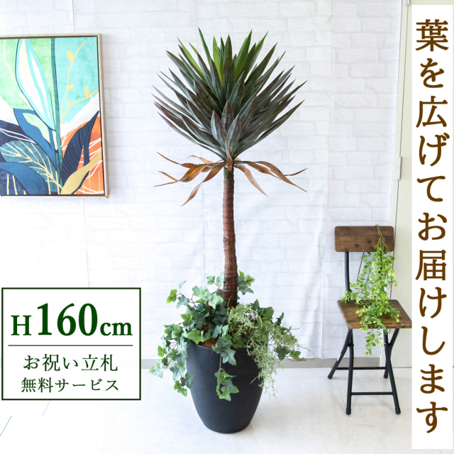 【すぐ飾れる】 フェイクグリーン ユッカアロイフィリア 160cm 鉢付き / 法人・開店祝い 店舗・オフィス装飾 空間演出 立札無料・造花/PG218-CQX35BK-UG4