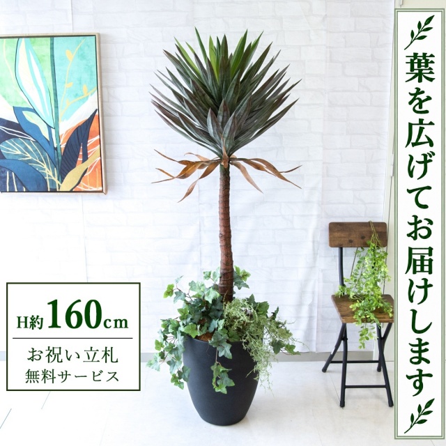 【すぐ飾れる】 フェイクグリーン ユッカアロイフィリア H約160cm 鉢付き / 法人・開店祝い 店舗・オフィス装飾 空間演出 立札無料・造花/PG218-CQX35BK-UG4