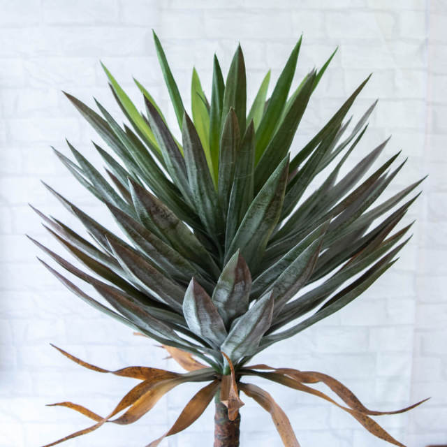 人工 観葉植物 フェイク グリーン ユッカアロイフィリア H約160cm 大型